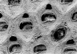 bryozoa.net Melicha
