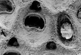bryozoa.net Melicha