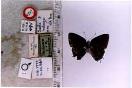 butterfliesofamerica.com Melidor