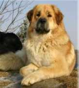 tibet-mastiff.at Meliena