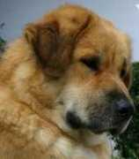 tibet-mastiff.at Meliena