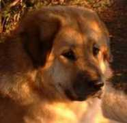 tibet-mastiff.at Meliena