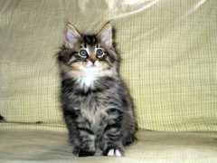 tierramediaonline.com Meligan