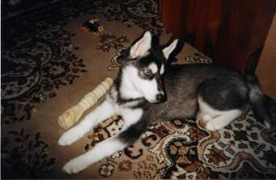 husky-site.ru Melkaya