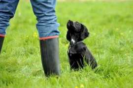 verstone-gundogs.co.uk Melkin