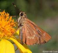 carolinanature.com Mellana