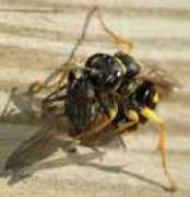 Melline