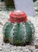 botanic.jp Melner