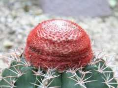 botanic.jp Melner