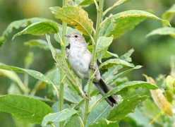 deryabino.ru Melnichek