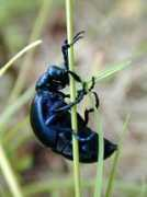 nature.zabspu.ru Meloe