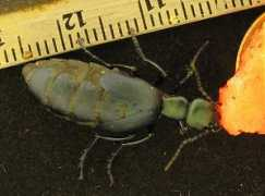 bugguide.net Meloe