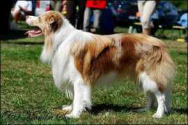 borderkolie.websnadno.cz Melre