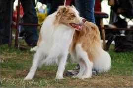 borderkolie.websnadno.cz Melre