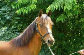 melrichfarm.com Melrich