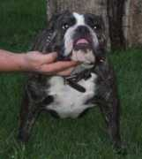 bulldogpedigree.com Melvick