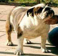 bulldogpedigree.com Melvick