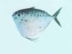 fishbase.gr Memac