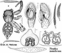salticidae.org Membro