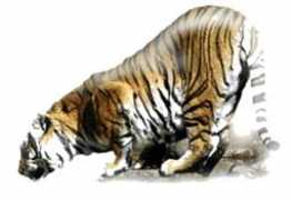 adventure-tigers.com Menaca