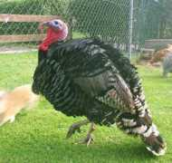Meneer