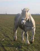 Menek