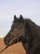 Menek
