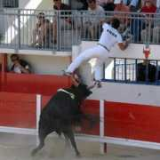 coursecamarguaise.midiblogs.com Menelas