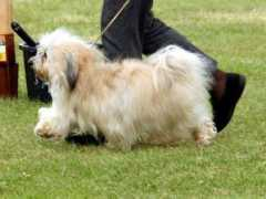 completedogsguide.com Menelli