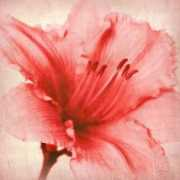 fineartamerica.com Menera