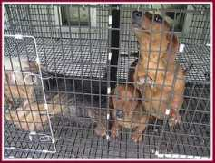 nowisconsinpuppymills.com Menish