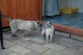 catterymostiamo.nl Menitha