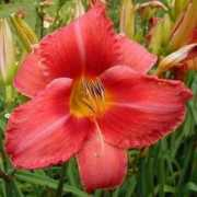 gracegardens.com Mennella
