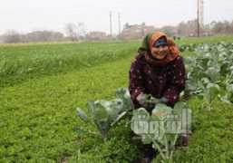 shorouknews.com Menoufia