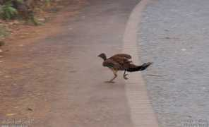 georges.olioso.oiseaux.net Menura