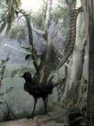 worldbirds.eu Menura