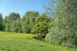 Meon