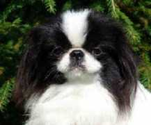 piaskennel.com Meralda