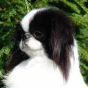 piaskennel.com Meralda