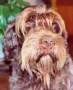marquiskennels.com Merane