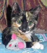 gotcatsonline.com Merante