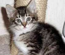 gotcatsonline.com Merante