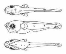 fishbabies.ca Merbil