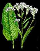 Meredic