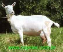capritec.com.br Mereli