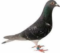 elimarpigeons.com Meremans