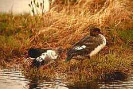 visitbc.com Mergan