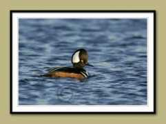mikebrinkleyphotography.com Mergan