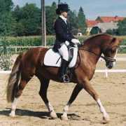 welshcobs.info Meriadoc