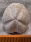 henskensfossils.nl Meriama
